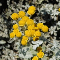 Tanacetum sensum subsp. amani 